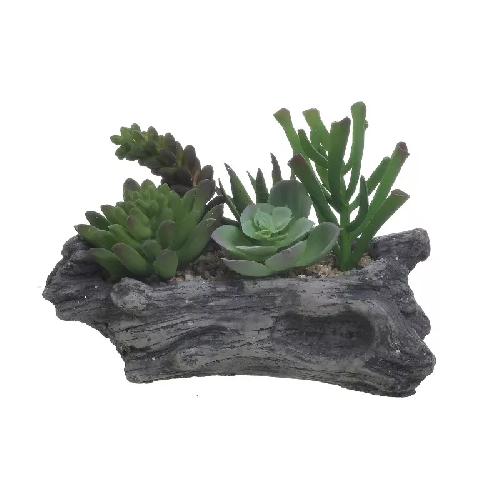 Succulent On Trunk