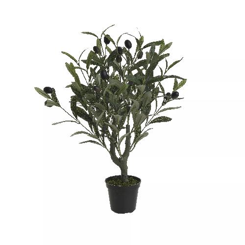 Olive Tree In A Pot