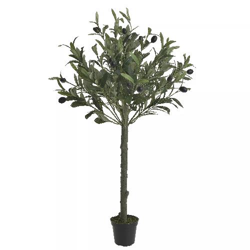 Olive Tree In A Pot