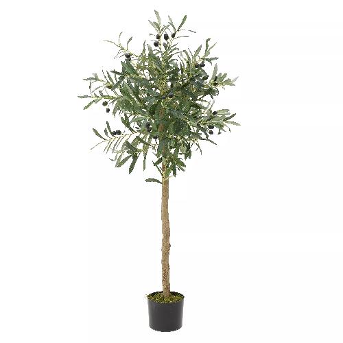 Olive Tree In A Pot