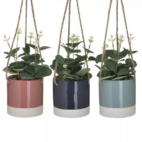 Plant In Hanging Pot